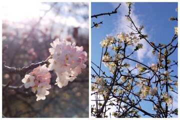 В Одесі посеред зими раптово розпустилися квіти на деревах: кадри краси