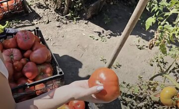помідори