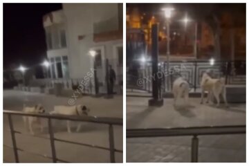 Агресивні алабаї накинулися на людей, відео: в Одесі почалася спецоперація
