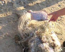 Півтора кілометра смертельних пасток: на Дніпрі екоінспектори вилучили гігантську кількість браконьєрських сіток