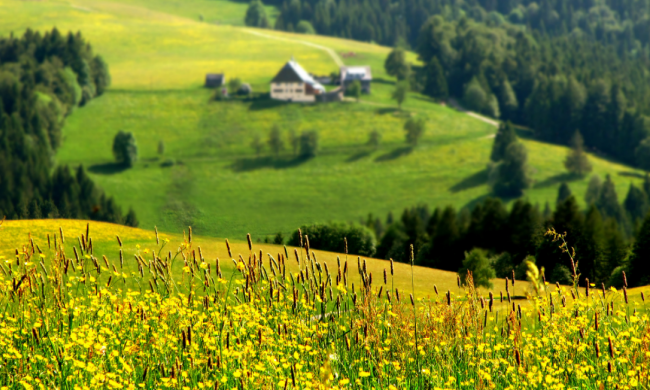карпаты, пейзаж, горы