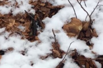 "Закрив сезон": українці посеред снігу в лісі знаходять білі гриби, фото