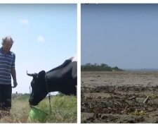 Доводиться позбавлятися худоби: наслідки підриву Каховської ГЕС боляче відчули на Дніпропетровщині