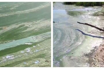 в Днепре вода стала зеленой: коллаж видео