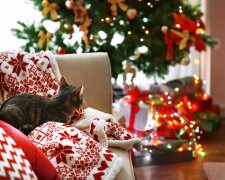 новый год 2019, подарки, елка, кот