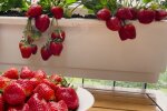 Как выращивать клубнику в горшках: советы опытных дачников