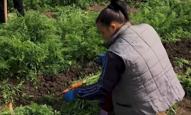 земля, сельское хозяйство, фермер