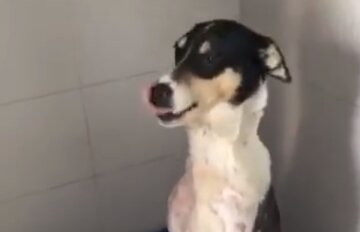 У Дніпрі врятували змучену шкуродером собаку: волонтери показали жалісливе відео