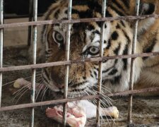 У Дніпрі розповіли про складнощі евакуації тварин з Харкова: відома доля тигра