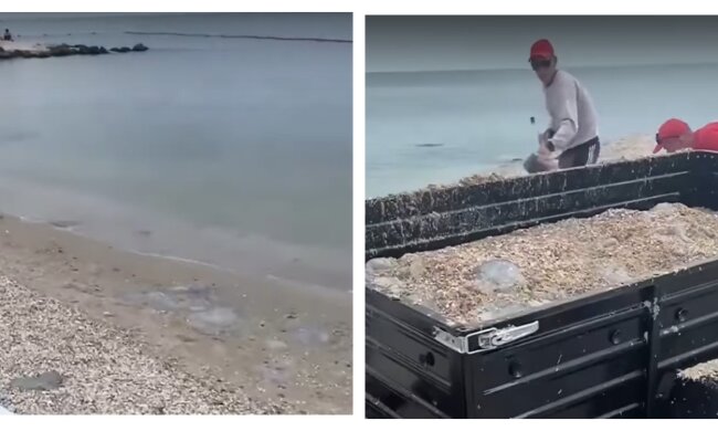 На популярном украинском курорте медуз вывозят прицепами, видео: "Расчищают пляж"
