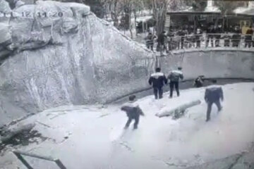 "Мать бросила трехлетнюю дочь к медведю": появились подробности пугающего ЧП, что с малышкой