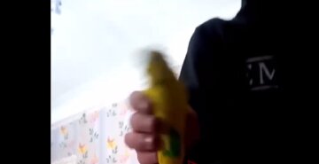 В Одесі школярі кидали папугу об стінку: відео розлетілося по мережі
