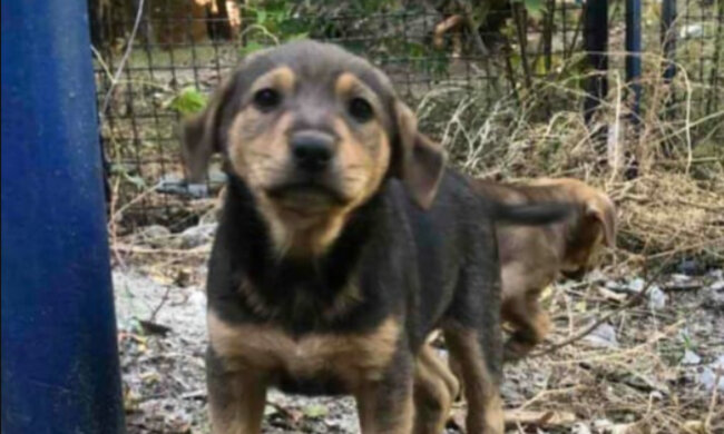 "Кого ви виховуєте, люди?": двомісячне цуценя стало жертвою дітей у Дніпрі, кричущі подробиці