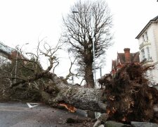 Ураган в Одессе вырывает с корнями деревья (фото, видео)