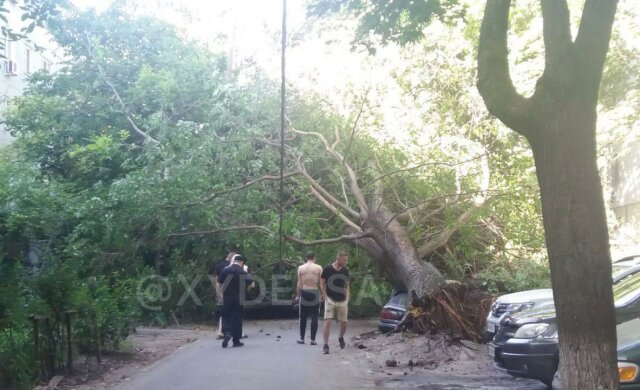 НП в Одесі: дерево перекрило двір і розчавило машини, відео