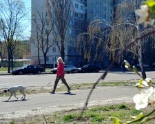 весна погода прогулка выгул собак