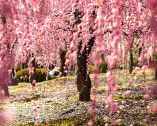 Цветение, сакура, весна