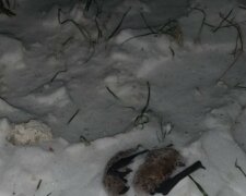 "За что так?": в Украине уничтожили десятки животных из Красной книги, кадры