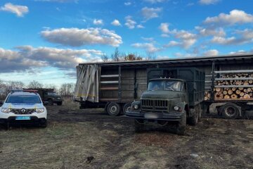 незаконная вырубка леса