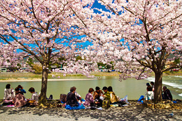 Праздник цветения сакуры.