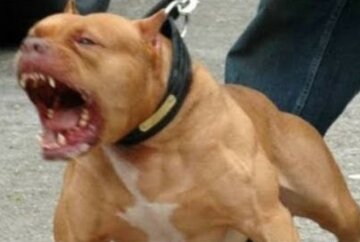 Бойцовский пес держит в страхе весь район: хозяйка командует собаке "фас"