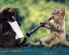 Коты исполнили известный хит на музыкальных инструментах (видео)