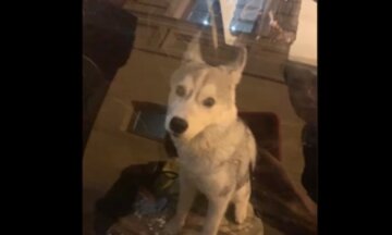 Закрыли в авто и ушли: в сети показали спасение собаки в Одессе, видео