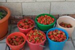 Як збільшити врожай полуниці в кілька разів: секрет кращої підгодівлі