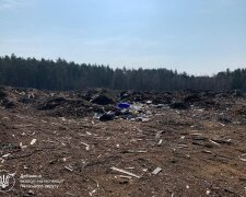 Сміттєві «багатоповерхівки» посеред лісу: на Житомирщині лісівників через суд змушують заплатити 1,6 мільйона за забруднення лісу