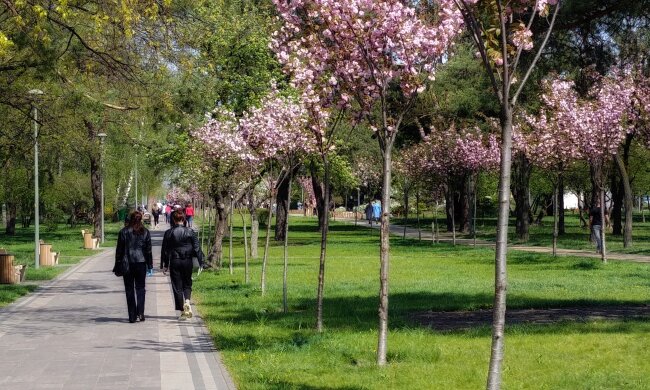 весна погода парк сакура