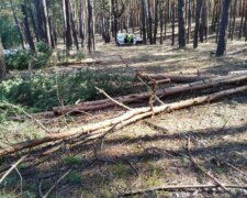 Окупанти вирубують ліс на Харківщині: що відомо про їхні наміри