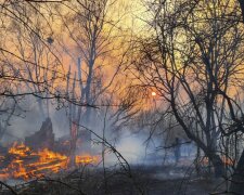 Пожар в Чернобыле: последние подробности с места ЧП и какой уровень радиации, заявление МВД