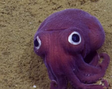 Фиолетовый кальмар-карлик покорил ученых (видео)