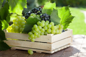 Vine and bunch of white grapes