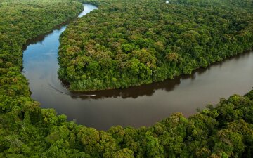 Амазония лес