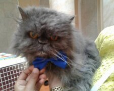 В Одесі помер найстаріший кіт країни (фото)