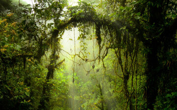 джунгли, лес