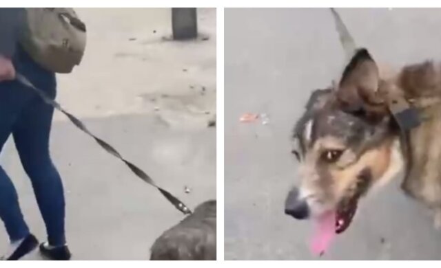 В Харькове женщина силой тащила на поводке собаку со сломанной лапой: вмешалась полиция