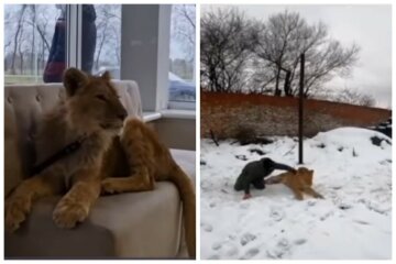 160-кілограмовий лев Рома залякав жителів українського села: звір неодноразово тікав від господаря