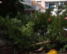 Стихия наделала беды в Харькове: появилось фото разрушений