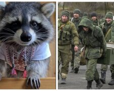 "В списки на обмен": оккупанты похвастались кражей енота, украинцы требуют вернуть животное
