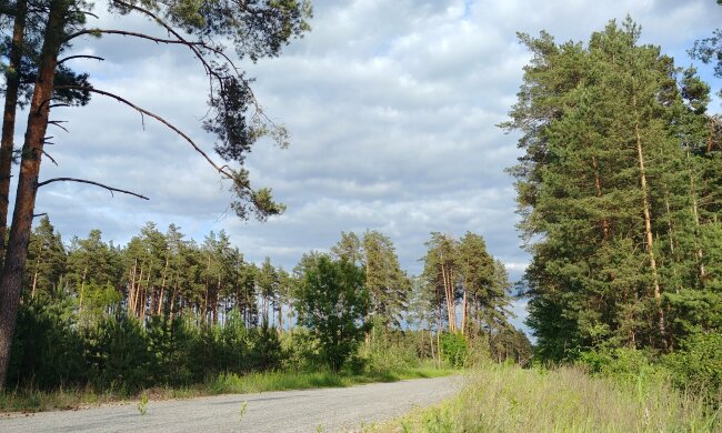 В лесу нашли культовое авто с интересным прошлым: «Еду жениться»