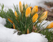 Весна-снег-цветы