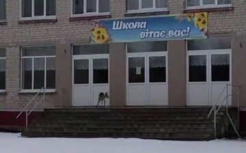 Пугливо оглядывалась по сторонам: в Харькове возле школы заметили косулю, фото