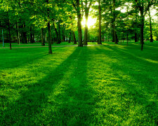 парк природа зелень трава деревья