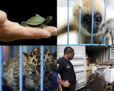 «Фельдман Экопарк» контрабандой завозит в Украину экзотических животных, - СМИ