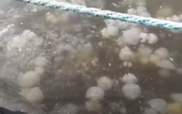 Нашестя медуз в Одесі показали на відео, жителі налякані: "не залишилося вільного місця"