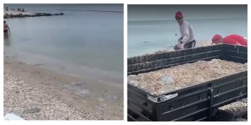 На популярном украинском курорте медуз вывозят прицепами, видео: "Расчищают пляж"