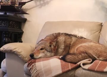 Волки, лисы и не только: украинка поселила хищников в свою квартиру, уже есть пострадавшие