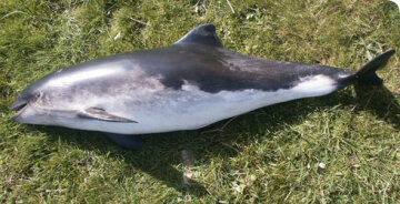 Дельфин, Азовский дельфин, морская свинья. азовка
